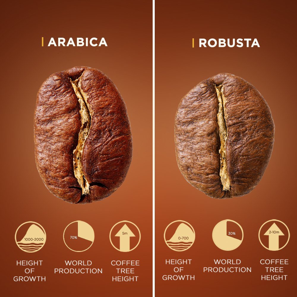 What are the Differences Between Arabica and Robusta?